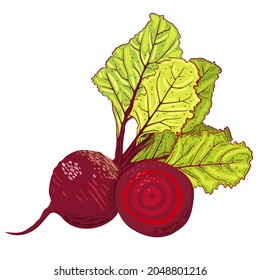 Vector illustration of beetroot isolated on white background.