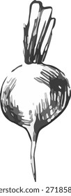Ilustração vetorial da beterraba. Uma ilustração estilizada no estilo gráfico de linocut, com contornos em negrito e sombreamento fino em um fundo branco.