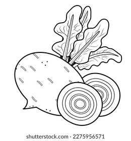 vector illustration of beetroot without color with sliced ​​beetroot. beet drawing