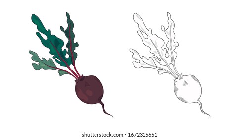 Vector illustration of beets on gray background. Organic vegetarian product. The picture is used for restaurants or packaging menus, labels, posters, prints. Graphics. Vector image of vegetables.