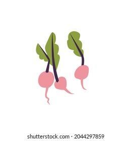 Vector illustration of beets. Organic farm vegetable isolated on white background.
