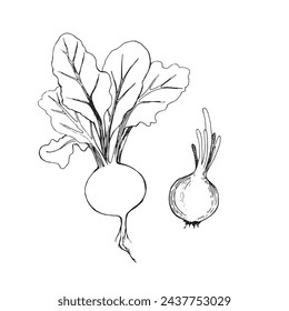 Vector illustration. Beets with tops, onions drawn in vector on a white background. Suitable for printing on fabric and paper, for printing on product packaging, for design and creativity.