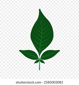 Vector illustration of bel patra leaf on transparent background