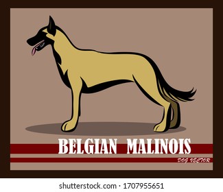 Vector illustration of Belgian Shepherd Malinois dog. It is standing.