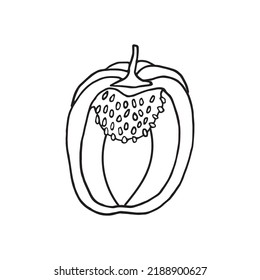 Vector illustration of bell pepper in doodle style