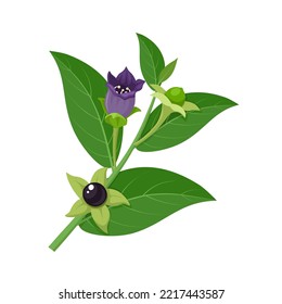 Vector illustration, Belladonna, which has another name Atropa belladonna or nightshade, isolated on white background.