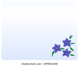 Vector illustration of bellflower flowers. Blooming flowers.