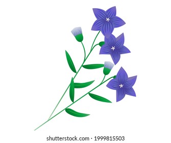 Vector illustration of bellflower flowers. Blooming flowers.