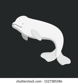 Vector illustration of a beluga. Arctic animals. Vector illustration of a white whale.