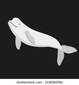 Vector Illustration Of A Beluga. Arctic Animals. Vector Illustration Of A White Whale. Undersea World. Marine Life.