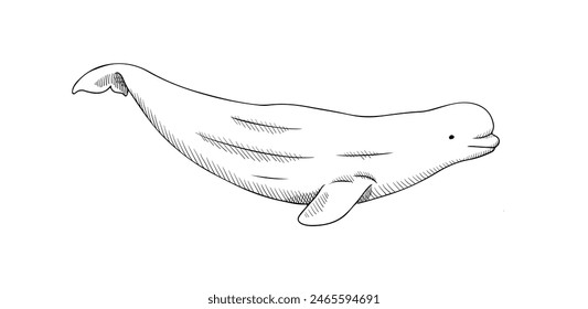 Vector illustration of beluga whale isolated on white background. Black and white sketch for engraving or print