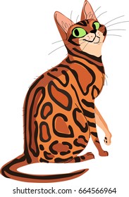 Vector illustration of a Bengal cartoon cat. Isolated beautiful, Belgium Bengal cat