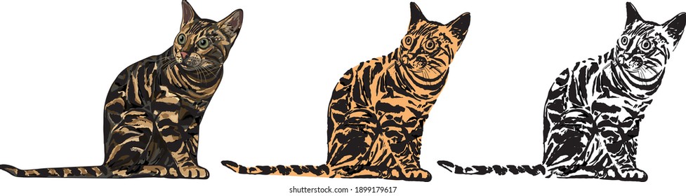Vector illustration of a Bengal Cat in three color options