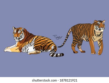 Vector Illustration of Bengal Tiger