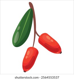 Vector illustration of Berberis aristata, also known as Indian barberry, Mara manjal, chutro, sumba, or tree turmeric, isolated on white background.