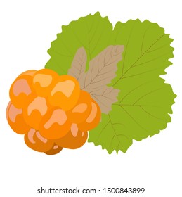 Vector illustration of berries . Cloudberries ready to be harvested. Forest berries isolated on white background.