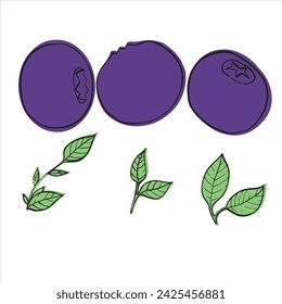 vector illustration of berries and leaves of blueberry, serviceberry. Picture of berries,