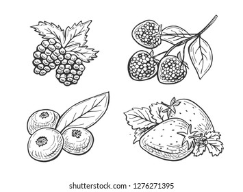 Vector illustration of berries set. Strawberry, raspberry, blueberry, blackberry in a sketchy doodle hand drawn style. 