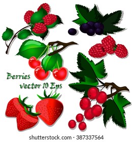 Vector illustration of berries. Set of sweet cherry, black currant, raspberry, strawberry, red currant.