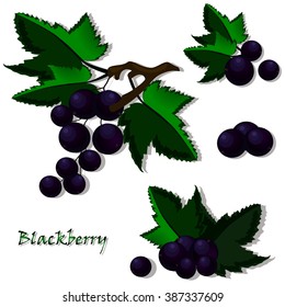Vector illustration of berries. Set of sweet black currant.