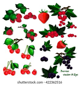 Vector illustration of berries. Set of sweet cherry, black currant, raspberry, strawberry, red currant.