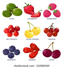 Vector illustration of berries, summer, winter and autumn. Made in a realistic style.