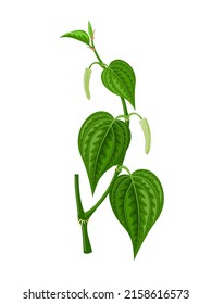 Vector Illustration Of Betel Leaf, Scientific Name Of Piper Betle, Isolated On White Background.