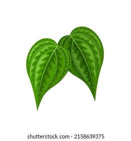 Vector illustration of betel leaf, scientific name of Piper betle, isolated on white background.