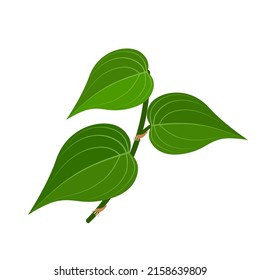 Vector Illustration Of Betel Leaf, Scientific Name Of Piper Betle, Isolated On White Background.