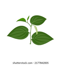 Vector Illustration Of Betel Leaf, Scientific Name Of Piper Betle, Isolated On White Background.