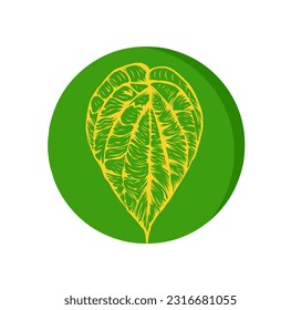 Vector illustration of betel leaf, scientific name of Piper betle, isolated on white background.