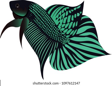 Vector illustration betta fish Siamese fighting fish Betta Splendens