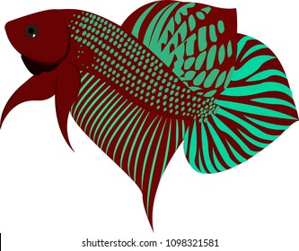 Vector illustration betta fish Siamese fighting fish Betta Splendens