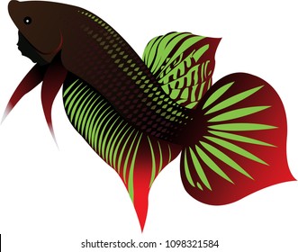 Download Vector Illustration Betta Fish Siamese Fighting Stock Vector Royalty Free 1098321584