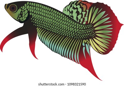 Vector illustration betta fish Siamese fighting fish Betta Splendens