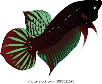 Download Vector Illustration Betta Fish Siamese Fighting Stock Vector Royalty Free 1098321593