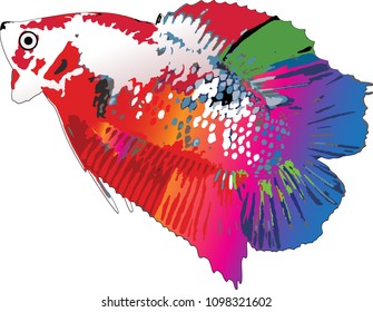Vector illustration betta fish Siamese fighting fish Betta Splendens