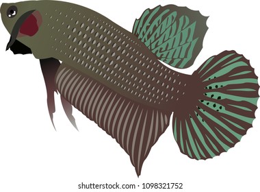 Vector illustration betta fish Siamese fighting fish Betta Splendens
