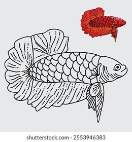 vector illustration of Betta splendens species fish using affinity designer software for purposes such as children's colouring books and other design needs. 