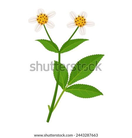 Vector illustration, Biden pilosa, common names include hitch hikers, black-jack, beggarticks, farmer's friends and Spanish needle, isolated white background.