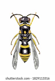 Vector illustration of big bee. Original nature painting. Insect illustration. Multicolor beetle. Vector of yellow wasp. 