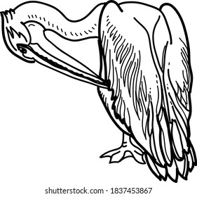 Vector illustration big bird pelican