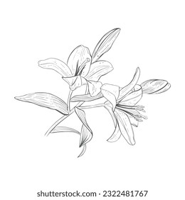 Vector illustration of big branch of a blooming lily. Black outline of petals, stems, leaves, buds, graphic drawing. For postcards, design, textile prints, stickers, stamps, scrapbooking, invitations