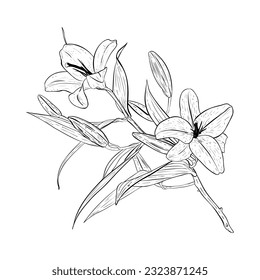 Ilustración vectorial de una gran rama de un lirio floreciente. Borde negro de pétalos, tallos, hojas, brotes, dibujo gráfico. Para postales, diseño, impresiones textiles, pegatinas, sellos, scrapbooking, invitaciones