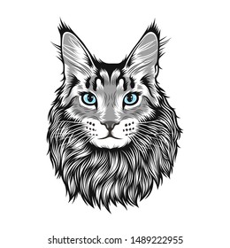 Vector illustration of big cat maine coon with long fur and blue eye