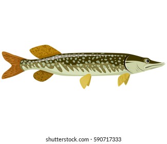Vector illustration of a big green pike