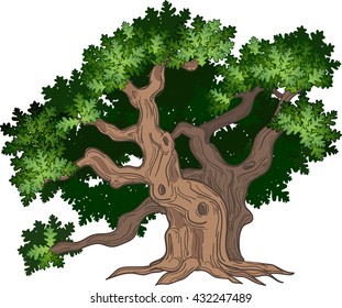 Vector illustration of big and old oak tree
