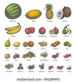 Vector illustration of a big set of different colored juicy ripe fruit with names. On an isolated white background. Drawing hand-drawn sketch doodle. Vintage retro style. The concept of dietetic food.
