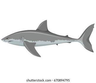 Vector illustration of a big white shark