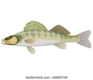 Vector illustration of a big wild fish